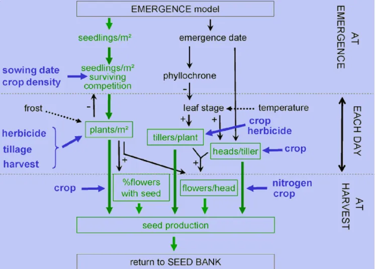 Figure 7. Organisation of the “seed production” sub-model of ALOMYSYS with yield components (plant.m -² ), black-grass  stages (phyllochron) and cultivation techniques (tillage) —  Organisation du sous-modèle de « production de semences »  d’ALOMYSYS  avec