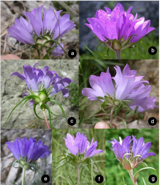 Fig. 2. Morphological variability within E. graminifolius “jugoslavicus”: (a) Serbia: Mt