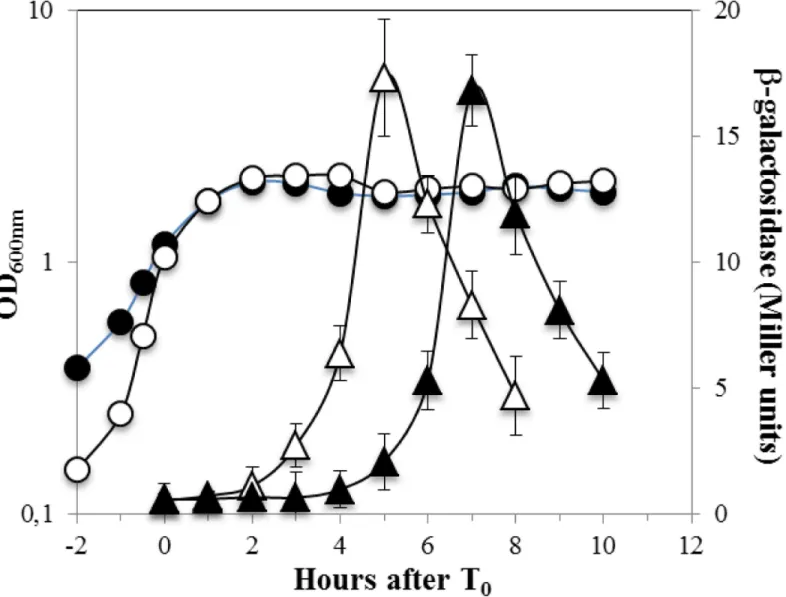 Fig 4. Expression of spoVFA-lacZ during sporulation of wild-type and Δ recA B. subtilis strains