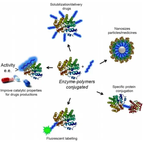 Figure 1 General scheme of the different applications of the site-directed modification of enzymes by tailor-made polymers.