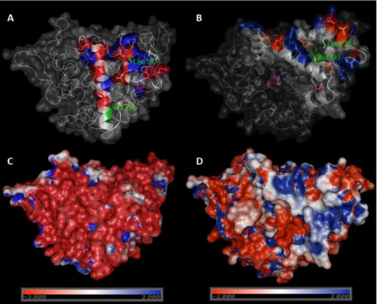 Figure 4 Comparison between crystal structures of BTL in closed (A) and open (B) conformation.
