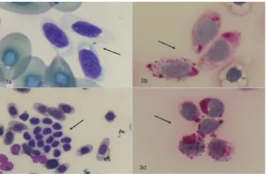 Fig 3. Upper row: Turtle whole blood cell staining with Diff Quick (a) and PAS (b). Lower row: TLRP smear stained with Diff Quick (c) and PAS stain (d)