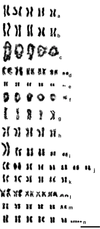 Figure 1. Mitotic (a–b, d–e, g–n) and meiotic (diplotene; c, f) karyograms of male (g) and female  (a–f, h–n) parasitic wasps of the family Eulophidae