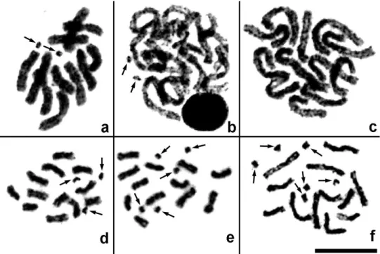 Figure 2. Mitotic divisions in Pnigalio agraules (a–c) and P. gyamiensis (d–f). a Fragment of a meta- meta-phase plate with two B chromosomes b Same individual, late prometa-phase with two B chromosomes c Same  individual, prometaphase without B chromosome
