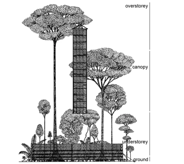 Figure 1.2. Vegetative structure of rainforests including the standard mist-net protocol used to  capture bats in the canopy and understorey (adapted from Voss &amp; Emmons 1996; vegetative  profile after Duellman &amp; Koechlin 1991)