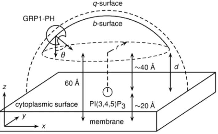 Figure 2. Schematic diagram of the BD simulation setup. The b- b-sphere is truncated to form an open hemispherical surface situated on one side of the membrane, with the value of q set such that all trajectories are terminated before the protein is able to