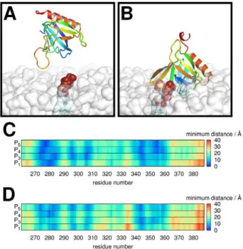 Figure 8. MD simulations of bound complex formation. A An optimal configuration for subsequent membrane-binding extracted from the ensemble of BD simulations conducted using an uncharged, zwitterionic lipid bilayer containing PI(3,4,5)P 3 