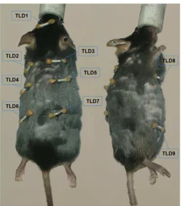 Figure 2. Placement of TLD on anaesthetized mouse. A: Cranial view showing TLD positions 1–7 (see table 2)