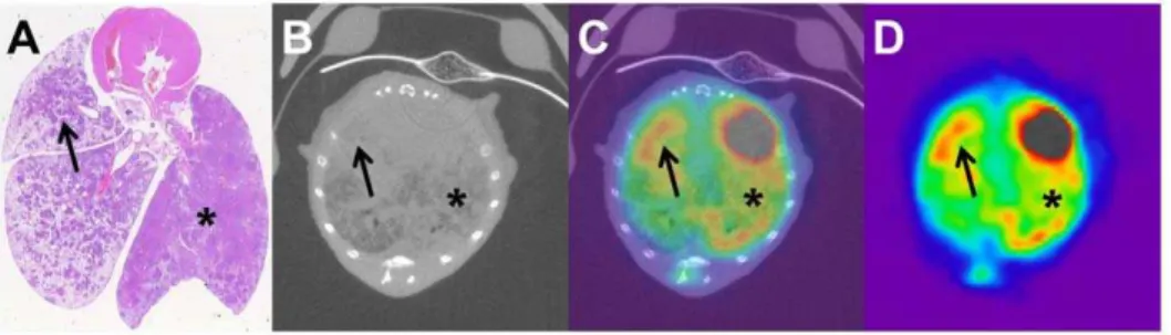Figure 4. Correlation of histology to micro-CT and micro-PET. Advanced tumor in SPC-myc transgenic animal (A–D)
