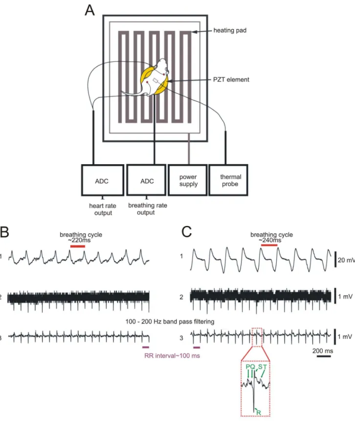 Figure 1. Monitoring setup, ECG and breathing detection. Rodents were placed on a temperature monitored heating pad and connected to ECG electrodes