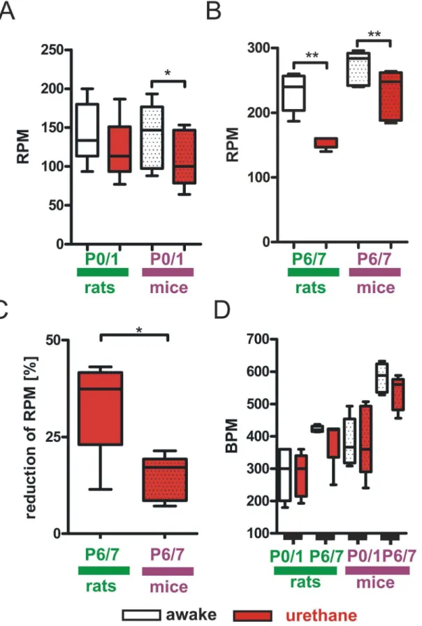 Figure 3. Impact of urethane anesthesia on cardio-respiratory parameters. In P0/1 mice RPM is significantly reduced by urethane but not in P0/1 rats (A)