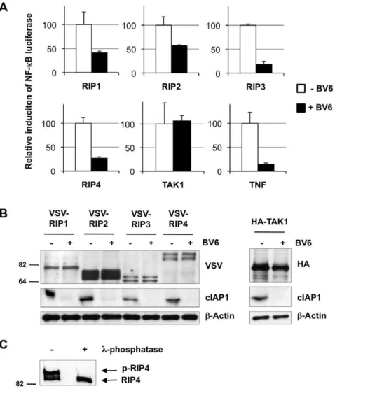 Figure 4. Requirement of cIAP1/2 for RIP1–4-mediated NF- k B activation. (A) NF-kB luciferase assays were performed on lysates from HEK293T cells transfected with a plasmid encoding the indicated RIP kinase or TAK1