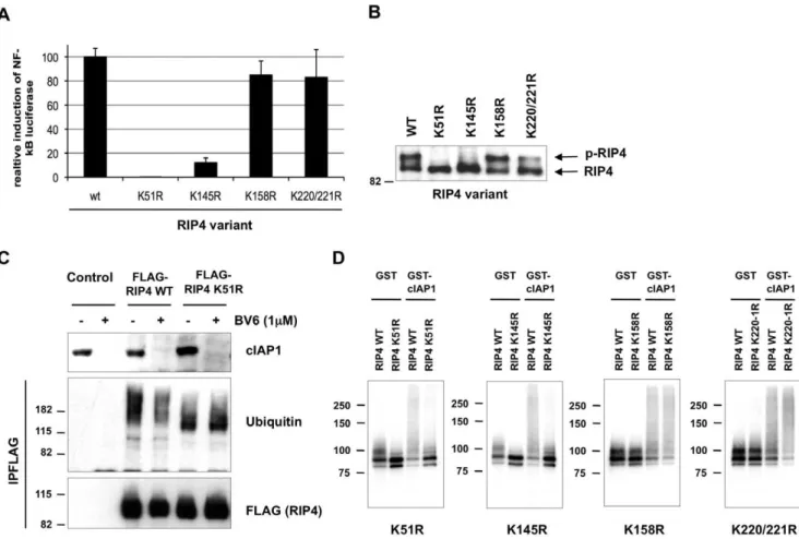 Figure 5. Lysine residues K51 and K145 of RIP4 are critical for cIAP1-mediated ubiquitination and NF- k B activation