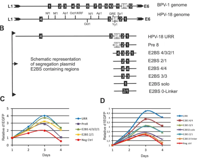 Fig 2. The HPV-18 segregation assay. A Schematic representation of the Upstream Regulatory Region (URR) of the BPV-1 genome and the HPV-18 genome