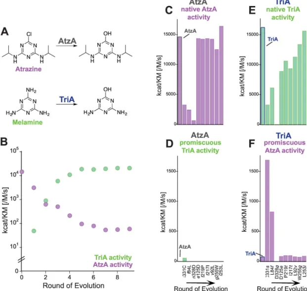 Fig 6. Evolution from AtzA to TriA (adapted from reference [34]). (A) AtzA catalyzes the dechlorination of atrazine (AtzA activity)