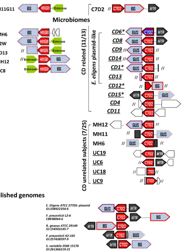 Fig 3. Gene neighborhood views of H11G1 and C7D2 transporters loci. We analyzed genes that co-localized with C7D2 or H11G11 transporters from groups 1, 2 and 5 as previously defined (Fig 2)