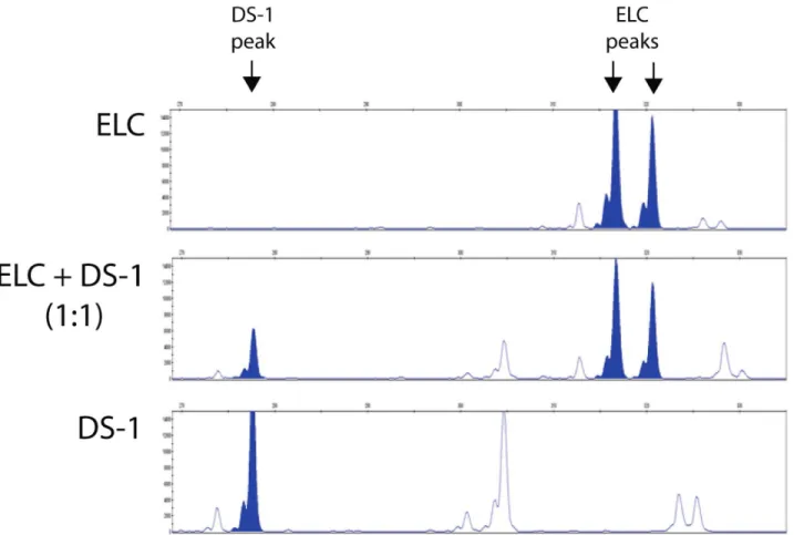 Figure 3. Variable number tandem repeat (VNTR) assay. Genomic DNA of ELC and DS1 cells were isolated and amplified by PCR for VNTR assay (top and bottom panels, respectively)