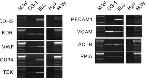 Figure S1 Immune histochemistry of TTF1 and vWF in canine lung.