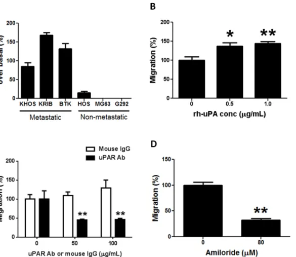 Fig 2. The uPA/uPAR system regulates OS migration. (A) Increase in migration over basal levels of metastatic and non-metastatic OS cells in the presence of uPA-rich (200 U/mL) conditioned medium collected from metastatic KHOS cells after 24 h culture