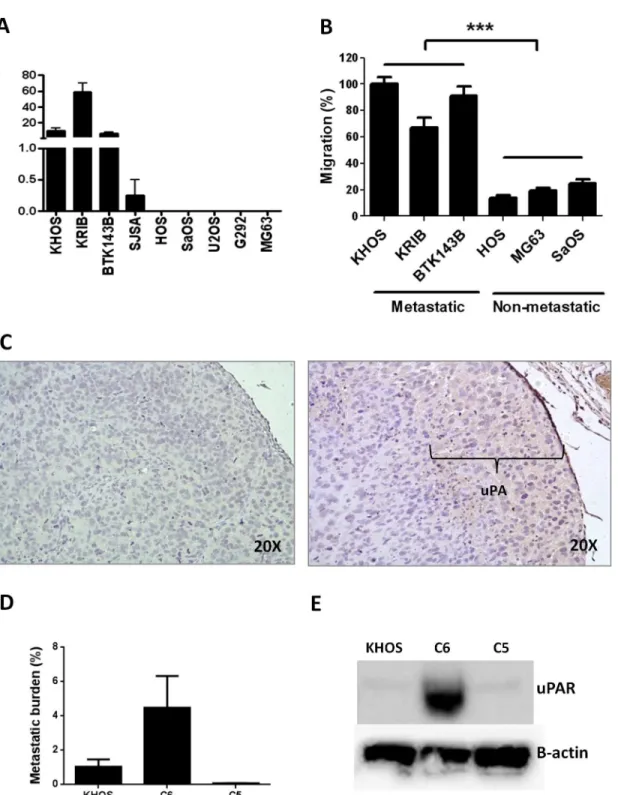 Fig 1. The migratory and metastatic behaviour of OS cells is associated with uPA/uPAR expression