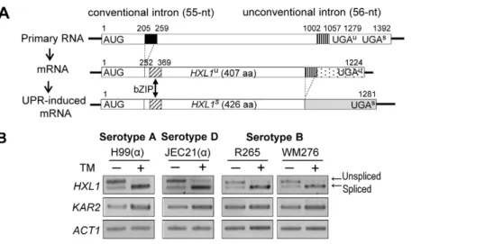 Figure 5. Functional analyses of C. neoformans HXL1 deletion and complementation. (A) For sensitive test to UPR- and cell wall- stresses, strains were serially diluted and spotted on YPD media with or without exposure to ER stress agents and cell wall dist