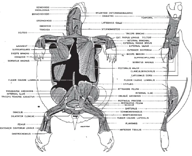 Figura 12 – Sistema muscular: à esquerda a vista ventral, à direita vista lateral [40]