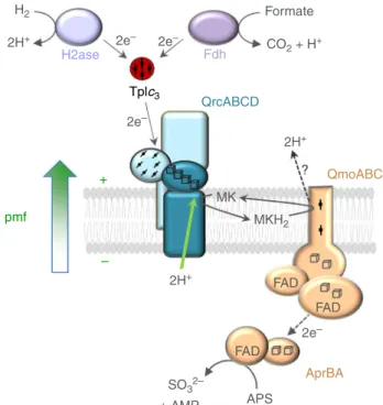 Fig. 1 Physiological role of the QrcABCD complex. The QrcABCD complex accepts two electrons from the TpIc 3 and reduces MK