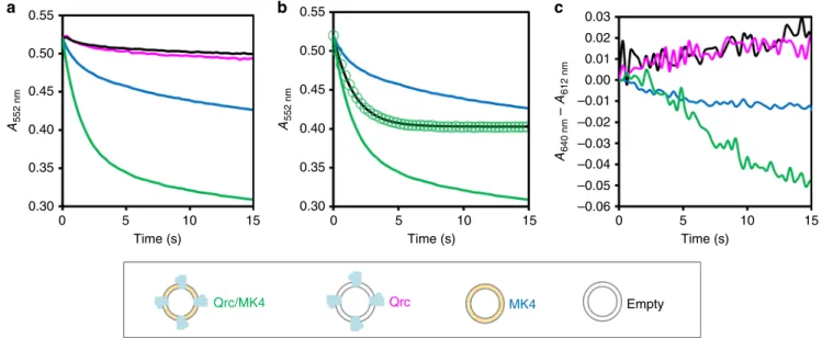 Fig. 2 Electron transfer and membrane potential generation. a Absorbance changes at 552 nm after mixing reduced TpIc 3 with empty liposomes (black), Qrc proteoliposomes (without MK4) (magenta), MK4-liposomes (blue), and Qrc/MK4 proteoliposomes (green)