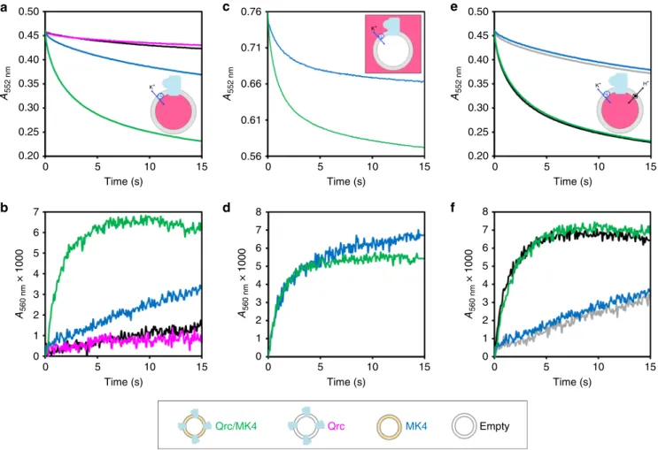 Fig. 6 for the raw data). The Qrc/MK4 proteoliposomes present a clear negative shift of the measured absorbance, corresponding to the development of an inside negative potential