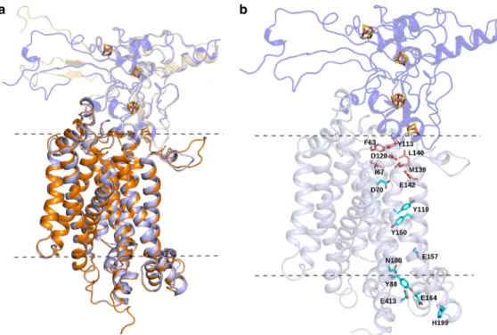 Fig. 5 QrcCD homology-based model. a The structural model of Qrc subunits C (QrcC, purple with transparency) and D (QrcD, light purple) is superimposed on the structure of subunits B C-terminus (ActB, beige with transparency) and C (ActC, orange) of the al