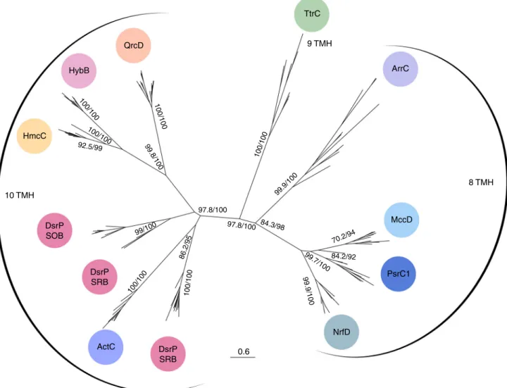 Fig. 6 Maximum-likelihood phylogeny of the QrcC/PsrC/NrfD family. Node numbers represent bootstrap support values evaluated with -alrt and with 1000 bootstrap replicates, respectively