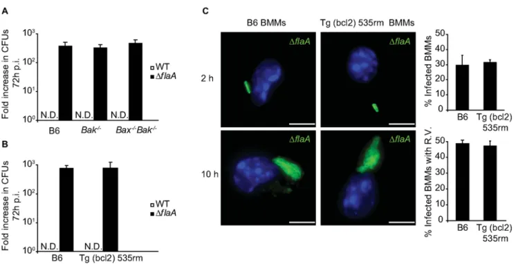 Figure 8. Interfering with Bax and Bak function does not enhance L. pneumophila replication in macrophages
