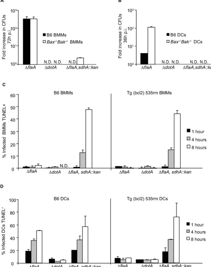 Figure 9. L. pneumophila sdhA mutants induce rapid cell death in macrophages and DCs by a pathway that does not require Bax and Bak