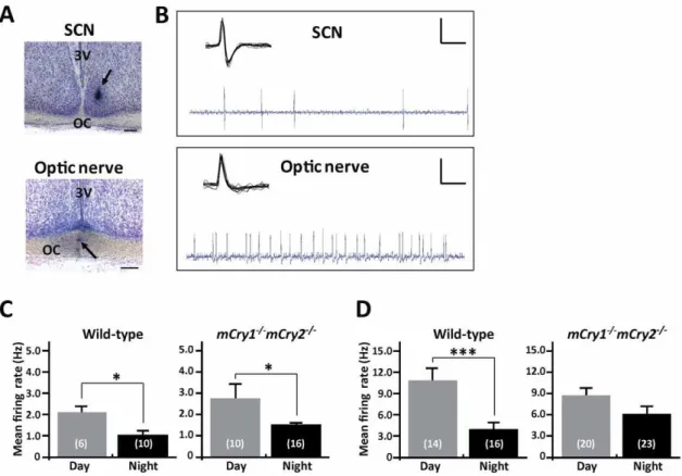 Figure 1. Temporal differences in spontaneous neuronal firing activity in the SCN and optic nerve of wild-type and mCry1 2/2 mCry2 2/2 mice