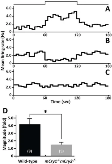 Figure 2. Reduced light response of neuronal firing activity in the SCN of mCry1 2/2 mCry2 2/2 mice