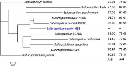 Table D in S1 File). Furthermore, the parsimony pan-genome tree corroborates the 16S phylog- phylog-eny with similar clustering of S