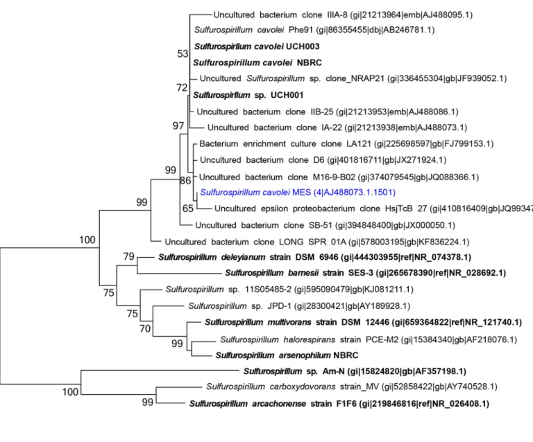 Fig 1. Phylogenetic tree of Sulfurospirillum. The unrooted tree was constructed using the Neighbor-Joining method with near complete 16S rRNA gene sequences, with a bootstrap value of 1000