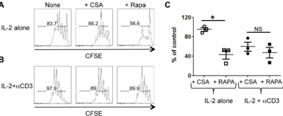 Figure 1. Calcineurin signaling restores Treg proliferation in the presence of Rapa. CFSE-labeled FACS-sorted Tregs were co-cultured with B6-derived DCs and IL-2 with or without Rapa or CsA in the absence (A) or presence (B) of anti-CD3 antibody