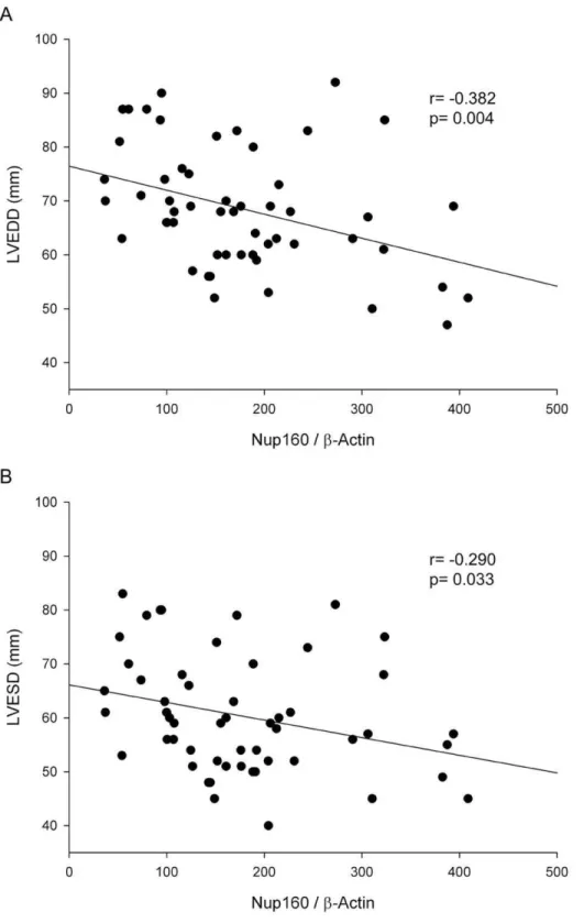 Figure 3. Relationships between Nup160 levels and ventricular function parameters. A) LVEDD (left ventricular end-diastolic diameter), B) LVESD (left ventricular end-systolic diameter) in HF patients group (ICM and DCM)
