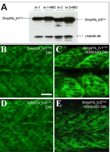 Figure 10. Knockdown of endogenous Smyd1b advances the timing of sarcomeric localization of Smyd1b_tv1 myc in  zebra-fish embryos