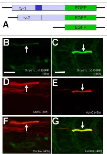 Figure 4. Rescue of myofibril organization defect in smyd1b knockdown embryos by expression of Smyd1b_tv1-EGFP or Smyd1b_tv2-EGFP fusion protein