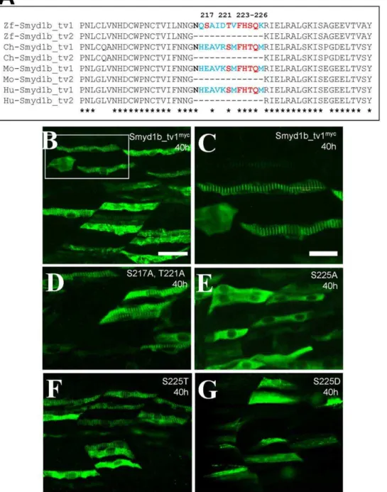 Figure 8. The Serine 225 is required for the enhanced sarcomeric localization of Smyd1b_tv1