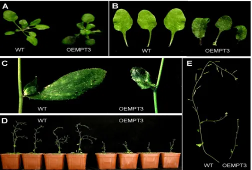 Fig 1. Developmental phenotypes of OEMPT3 plants at seedling stage. (A, B) The rosette leaves of wild type and OEMPT3 plants at 20 DAP