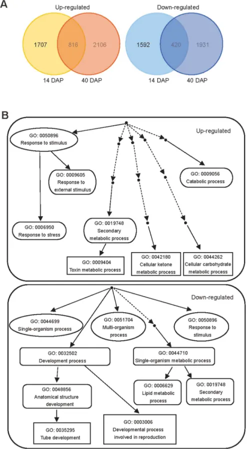 Fig 3. Microarray data analysis of OEMPT3 plants compared to wild type plants. (A) Venn diagram for the proportions of genes affected by AtMPT3 at 14 and 40 DAP compared to wild type plants
