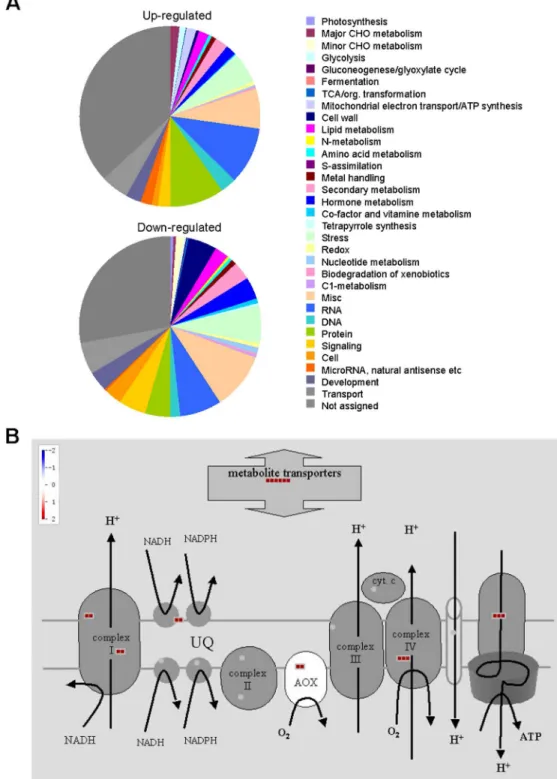 Fig 4. AtMPT3 regulates a major proportion of genes involved in mitochondrial electron transport