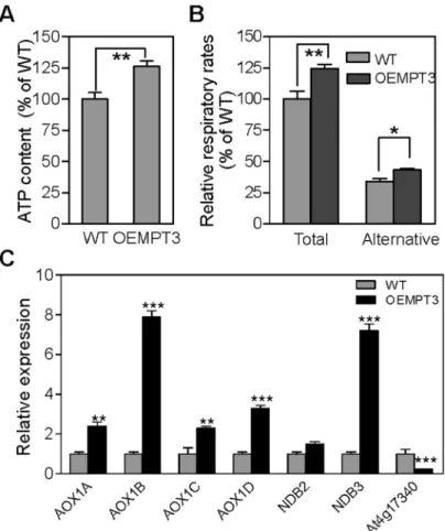 Fig 5. AtMPT3 impairs mitochondrial function. (A) ATP content and (B) respiration rate of wild type and OEMPT3 plants at 40 DAP