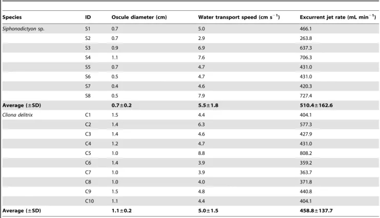 Table 1. Oscule diameter, water transport speed and excurrent jet rate for Siphonodictyon sp