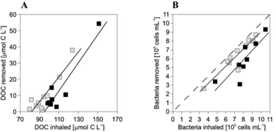 Table 2. Mean DOC and bacteria uptake rates ( 6 SD) of Siphonodictyon sp. and Cliona delitrix standardized to excurrent jet rate.