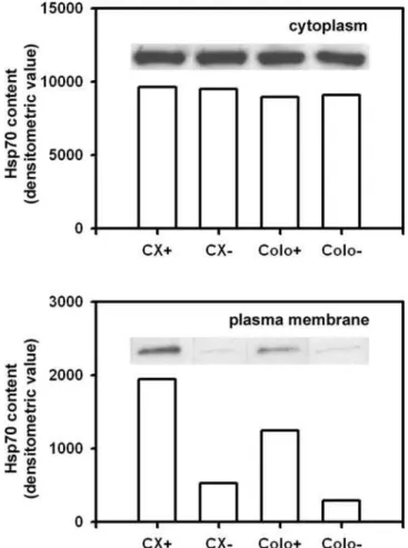 Figure 1. Quantification of cytosolic and plasma membrane- membrane-bound Hsp70 in CX+/CX 2 and Colo+/Colo 2 carcinoma  sub-lines