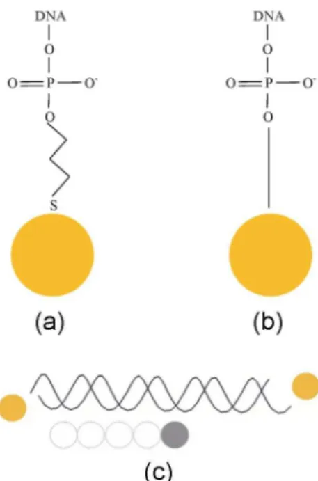Table 2. Distances between label atoms or nanocrystals.